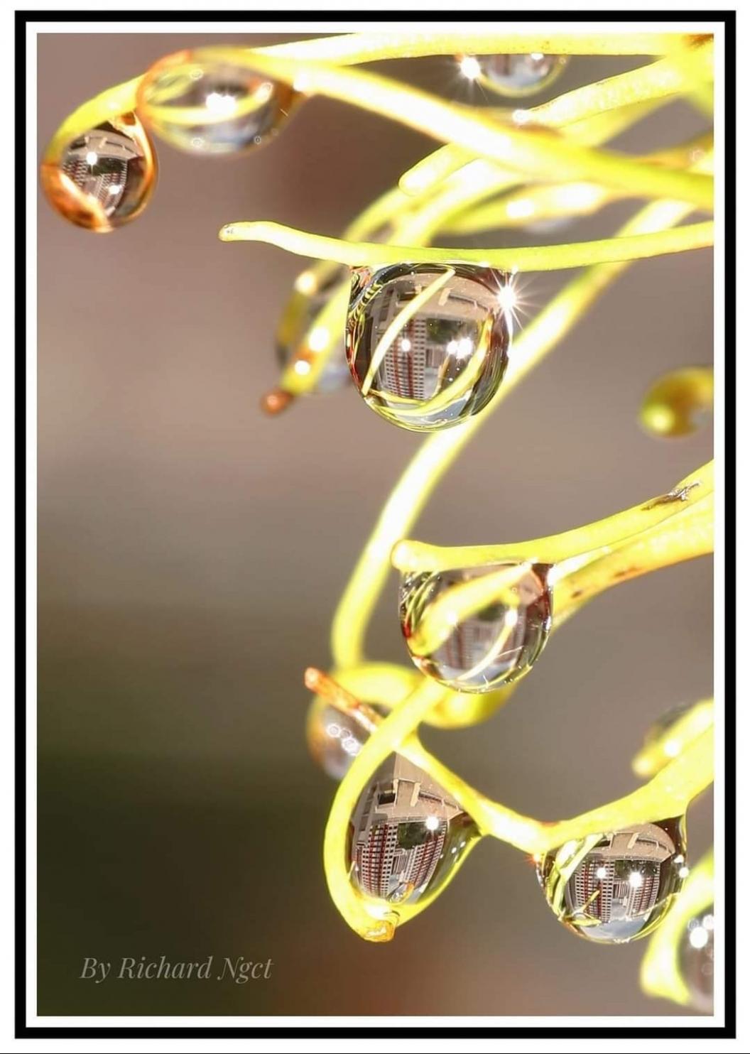 A photo Richard took of water droplets reflecting an HDB building. 